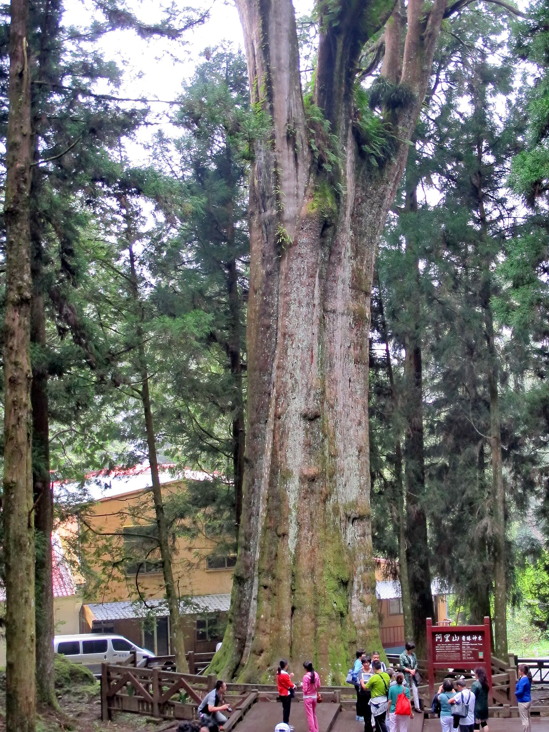 阿里山神木・祝山日出・二延平二日景點參考照片 1