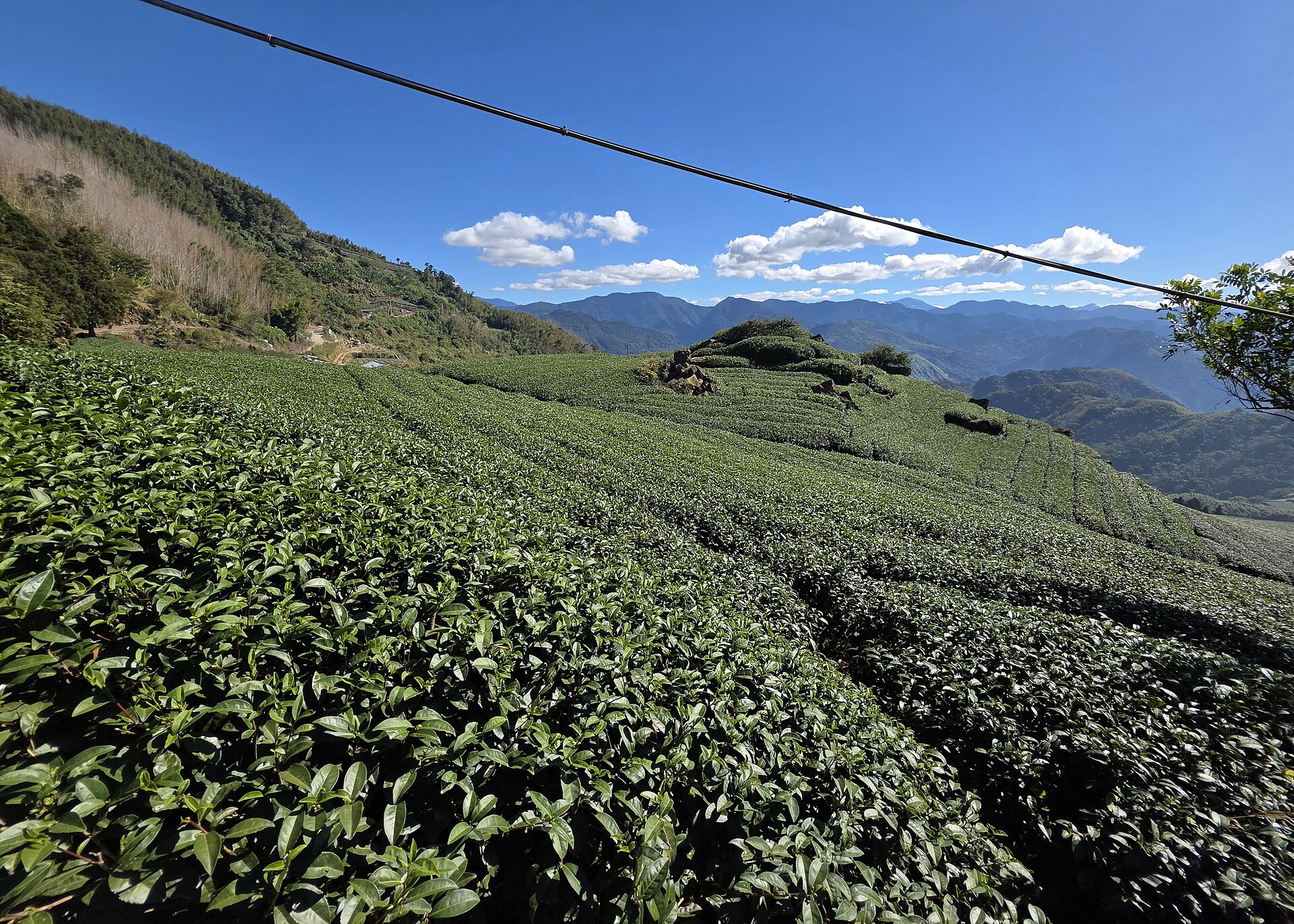 阿里山神木・祝山日出・二延平二日景點參考照片 3