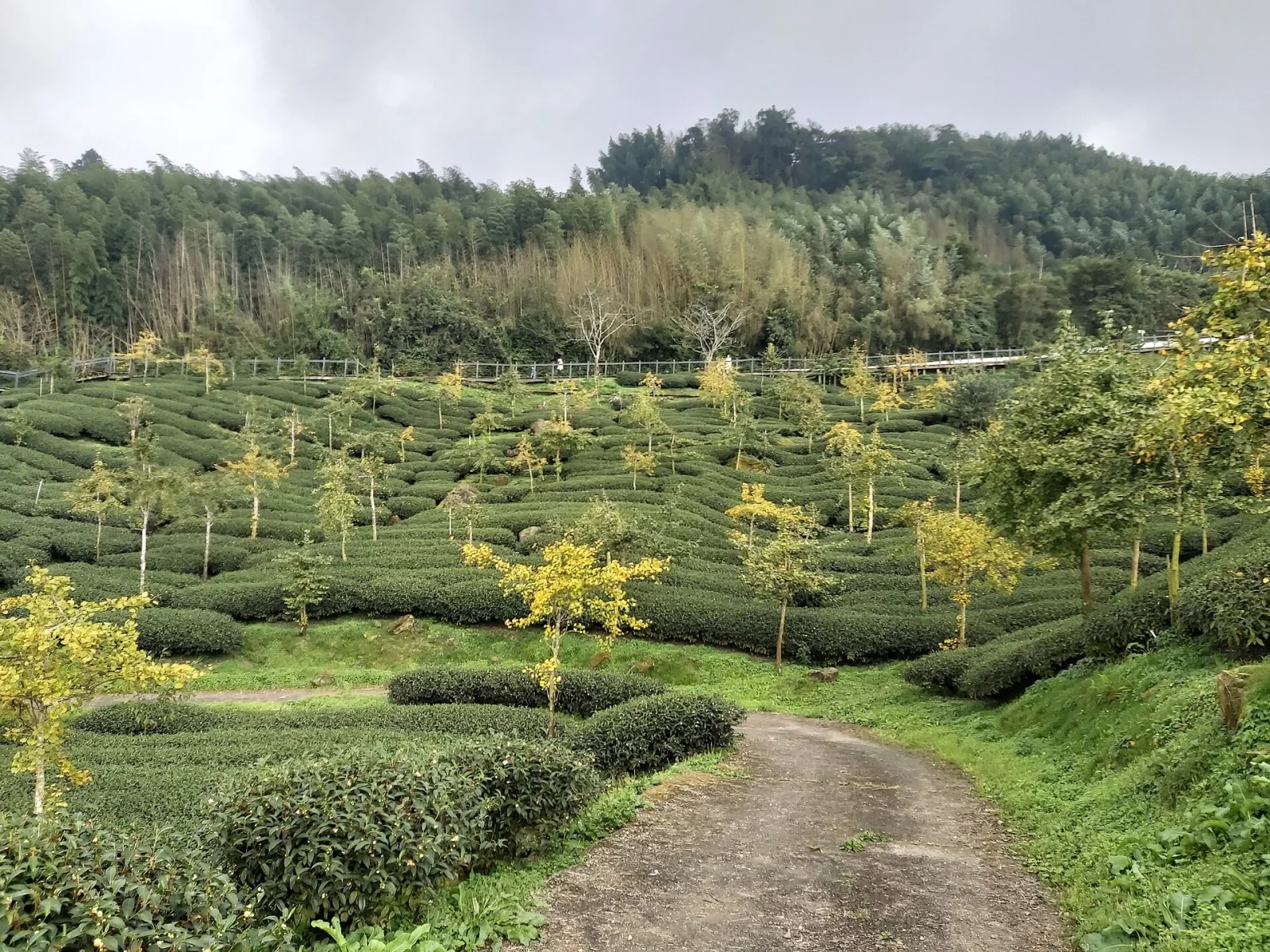 Chiayi 4-Day Charter | Highlands & Coastal Views